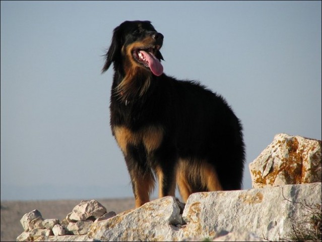 Morje - Pašman, Telaščica, Žut in Kornati - A - foto