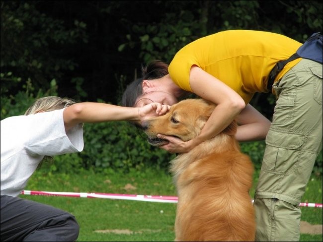 Vzrejni pregled - Domžale 2008 - foto povečava