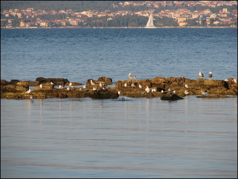 Oktober 2008 - foto povečava