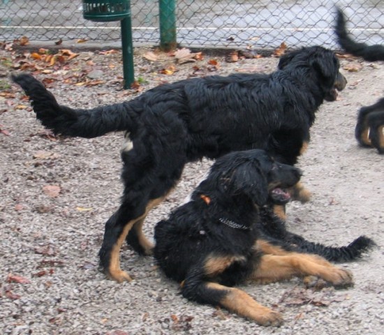 Lokovica - srečanje hovawartov - foto