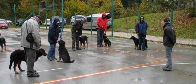 Lokovica - srečanje hovawartov - foto povečava