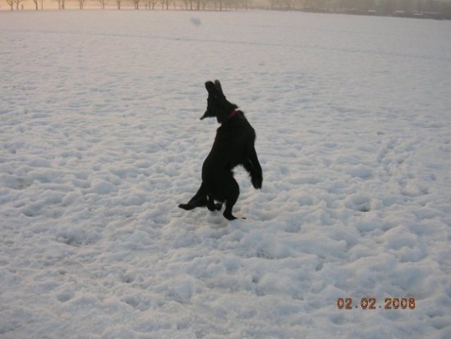 Indi na snegu zima 2006 - foto