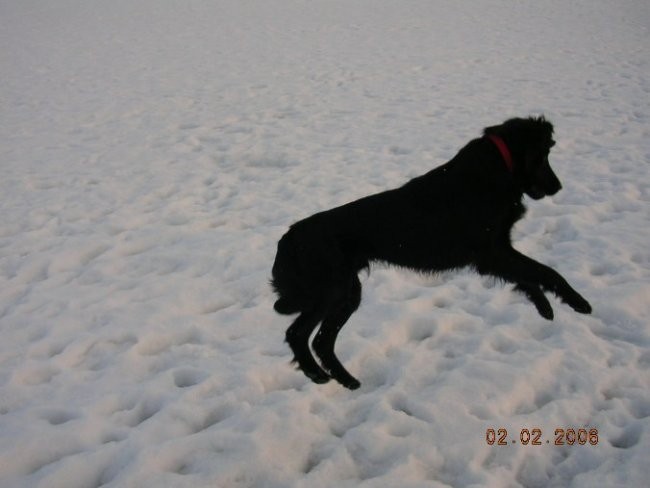Indi na snegu zima 2006 - foto povečava