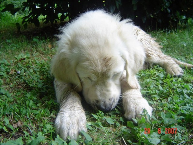29.6.2007 - foto