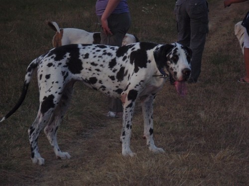 Buffy - foto povečava