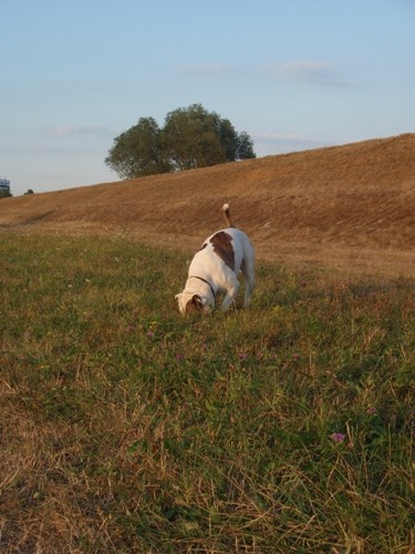 Buffy - foto povečava