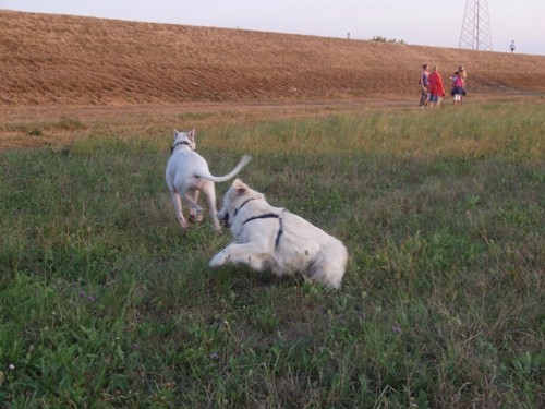 Buffy - foto povečava