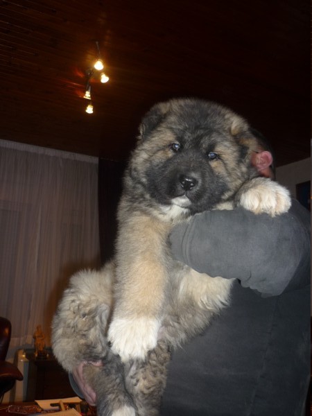 Medo junior - foto povečava