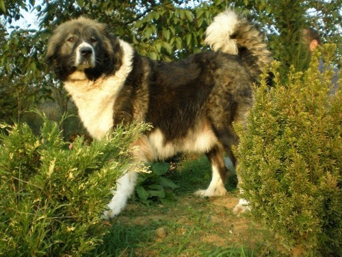 Medo junior - foto povečava