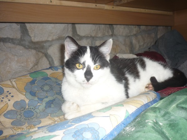 Medo junior - foto povečava