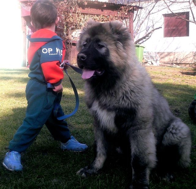 Medo junior - foto povečava