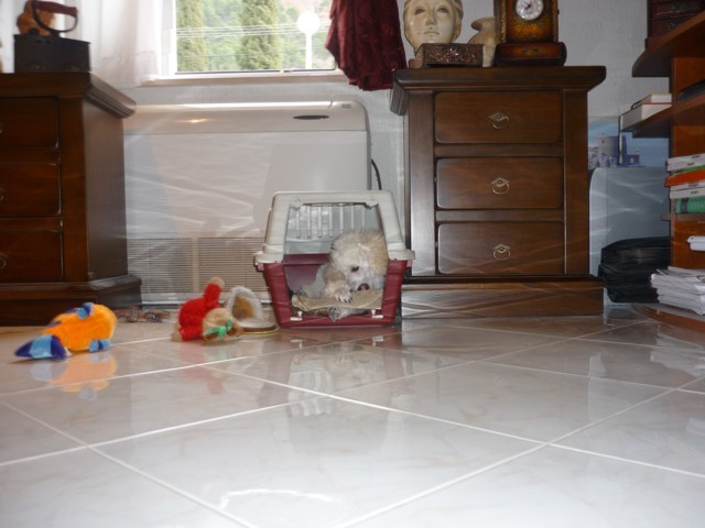 Medo junior - foto