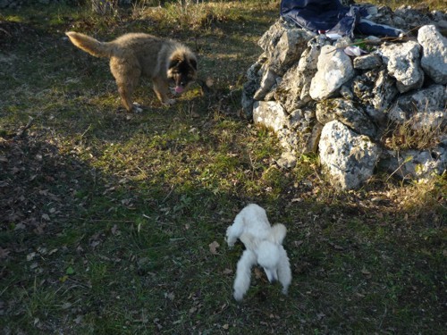 Medo junior - foto povečava