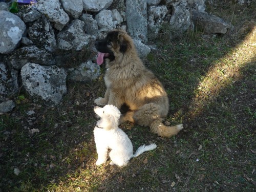 Medo junior - foto