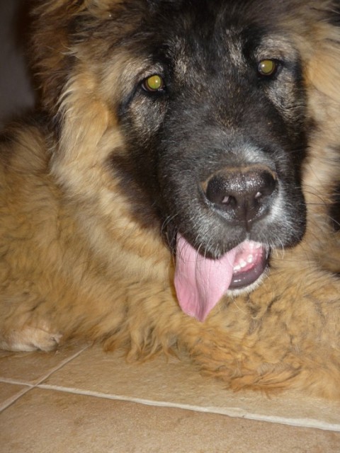 Medo junior - foto