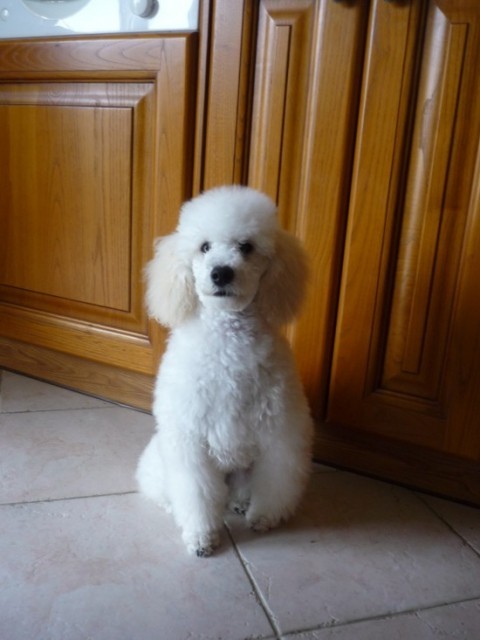 Medo junior - foto