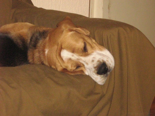 Beagle - foto