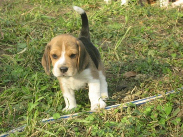 Beagle - foto