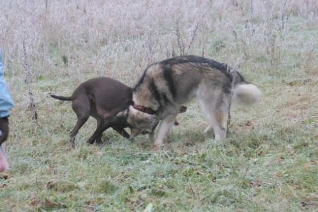 Zajčja Dobrava z Asko 24.12.06 - foto