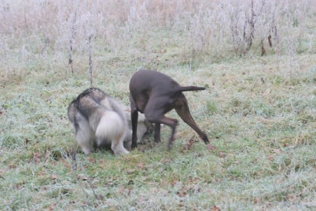 Zajčja Dobrava z Asko 24.12.06 - foto