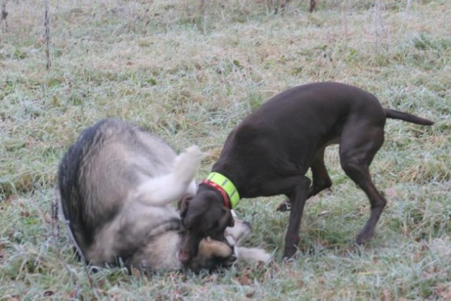 Zajčja Dobrava z Asko 24.12.06 - foto