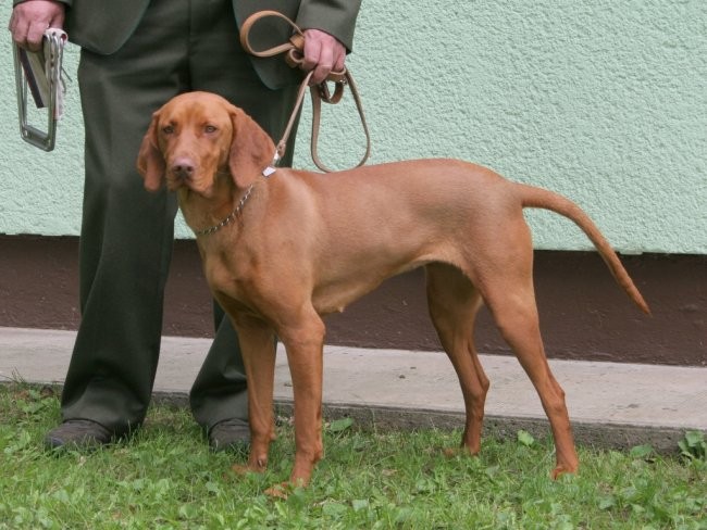 Madžarski ptičar - Vizsla - foto povečava