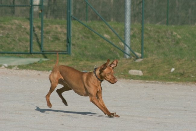 Madžarski ptičar - Vizsla - foto povečava