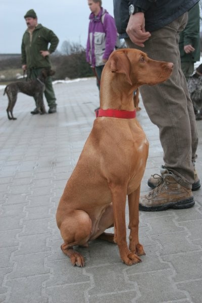 Madžarski ptičar - Vizsla - foto povečava