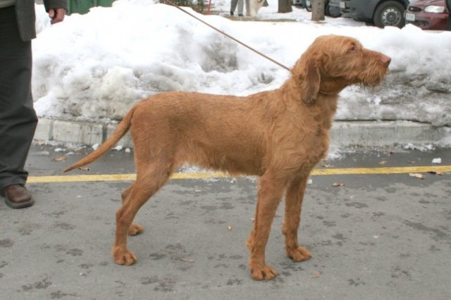 Madžarski ptičar - Vizsla - foto