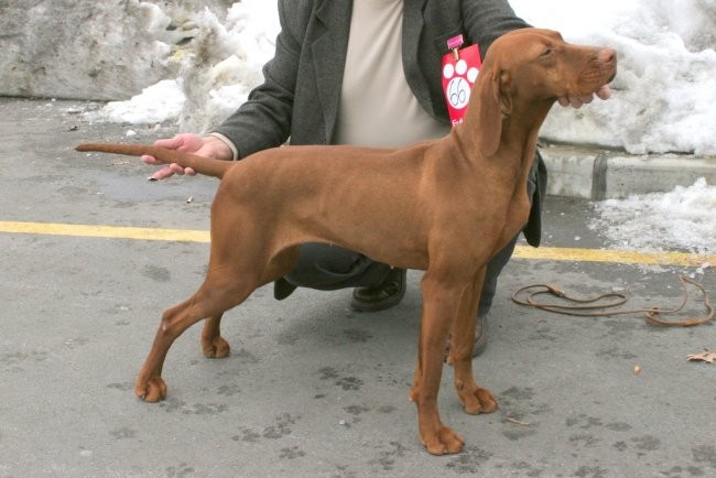 Madžarski ptičar - Vizsla - foto povečava