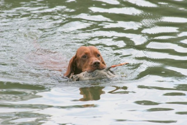 Madžarski ptičar - Vizsla - foto