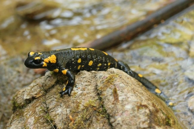 Pekel pri Borovnici z Gajem - foto povečava