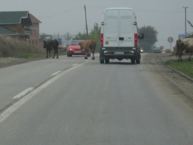 ... druge pa prosto sprehajajo po cesti.