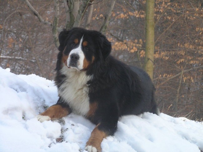 Berni Boni - foto povečava