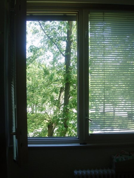 Pogled s postelje na odprto okno, zelenje, drevo, vsaj nekaj narave, če že slišim avte
