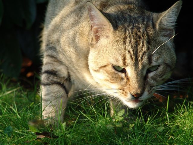 Cats - foto povečava