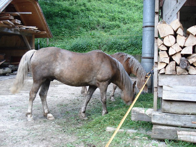 LOGARSKA DOLINA 2007 - foto povečava