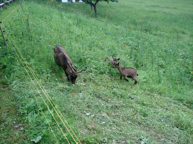 LOGARSKA DOLINA 2007 - foto povečava