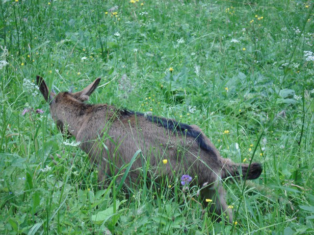 LOGARSKA DOLINA 2007 - foto povečava
