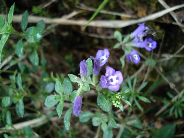 LOGARSKA DOLINA 2007 - foto