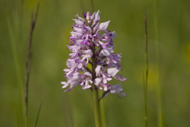 Slovenske orhideje - foto