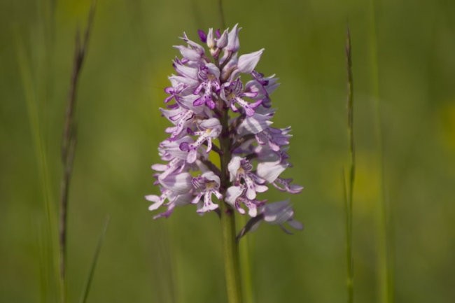 Slovenske orhideje - foto povečava