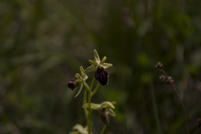 Slovenske orhideje - foto