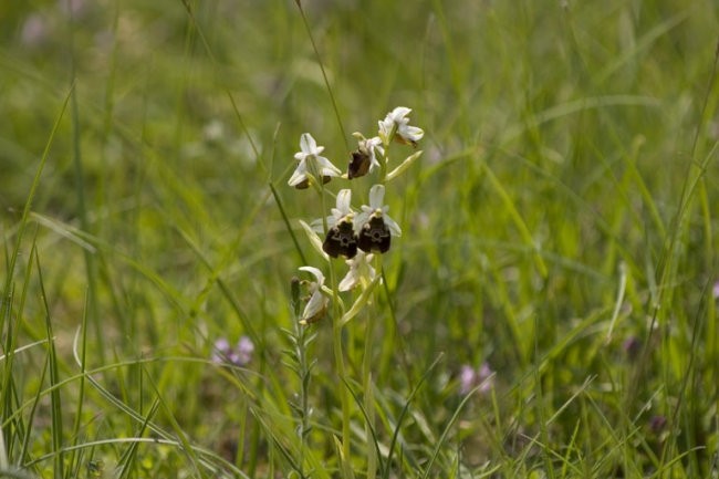 Slovenske orhideje - foto povečava
