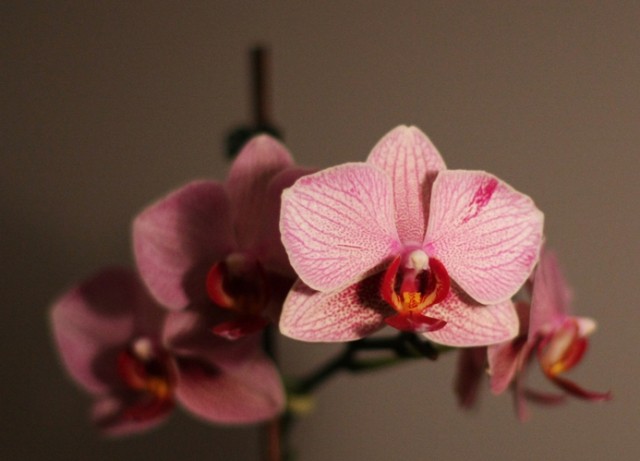 Orhideje jesen 08 - foto