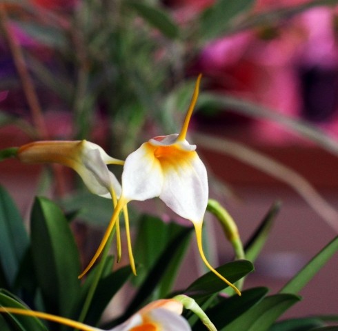 Orhideje jesen 08 - foto