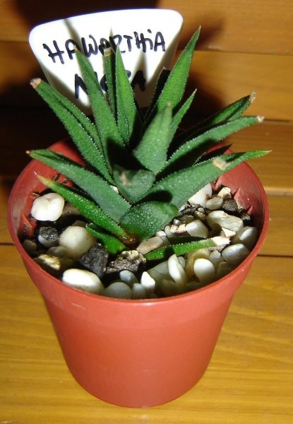 Haworthia Nigra