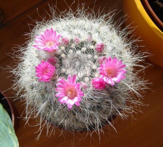 Mammillaria