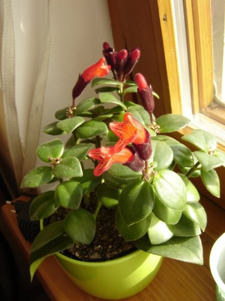 Aeschynanthus lobbianus (radicans) - the lipstick plant