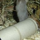 Poncha